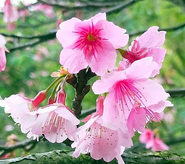 「風尾步道賞櫻」(Cherry blossoms at Windtail, Yangming mountain, Taipei, Taiwan, SJKen, Jan 12, 2022.