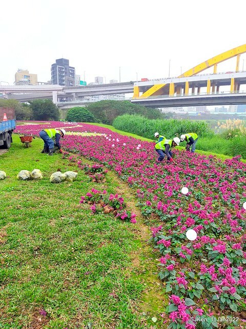 成美左岸河濱公園花海(Flower blossoms of Cheng-Me riverbank garden), Taipei, Taiwan, SJKen, Jan 11, 2022.