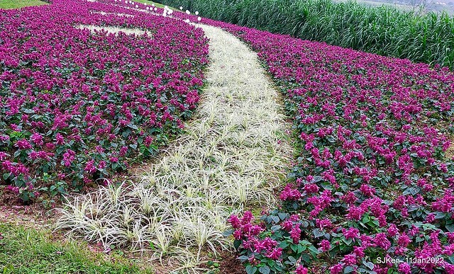 成美左岸河濱公園花海(Flower blossoms of Cheng-Me riverbank garden), Taipei, Taiwan, SJKen, Jan 11, 2022.