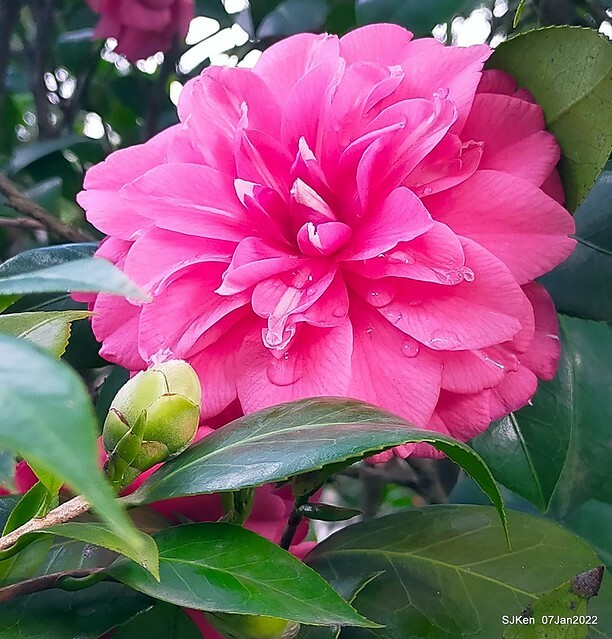 2022「花IN台北」台北花季花卉試驗中心茶花展(2022 Camillia exhibition), Taipei, Taiwan, SJKen,Jan 7,  2022.