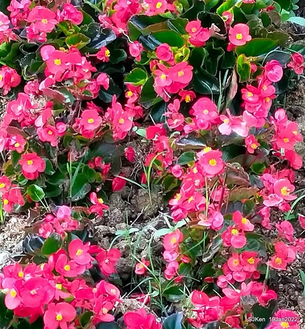 Park blossoms at「 北投社三層崎公園」, Taipei, Taiwan, SJKen, Jan 19, 2022.