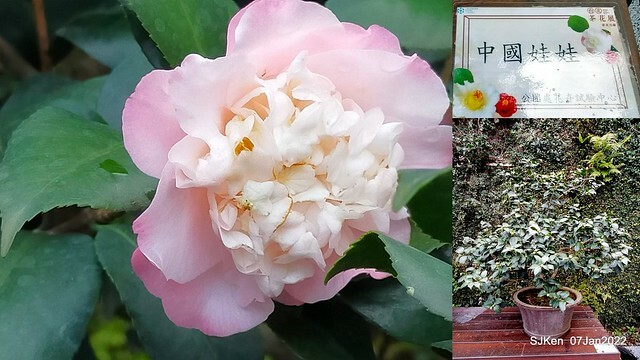 2022「花IN台北」台北花季花卉試驗中心茶花展(2022 Camillia exhibition), Taipei, Taiwan, SJKen,Jan 7,  2022.