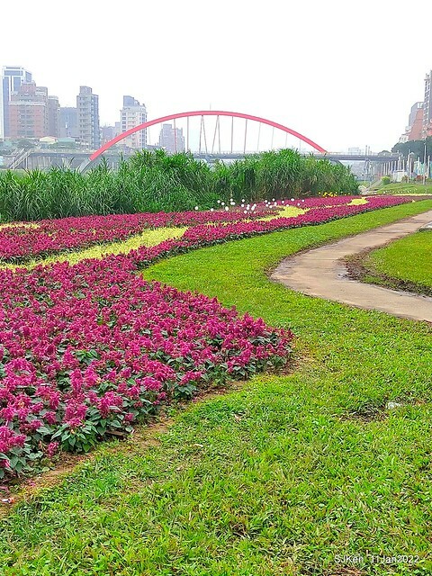 成美左岸河濱公園花海(Flower blossoms of Cheng-Me riverbank garden), Taipei, Taiwan, SJKen, Jan 11, 2022.