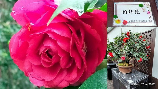 2022「花IN台北」台北花季花卉試驗中心茶花展(2022 Camillia exhibition), Taipei, Taiwan, SJKen,Jan 7,  2022.