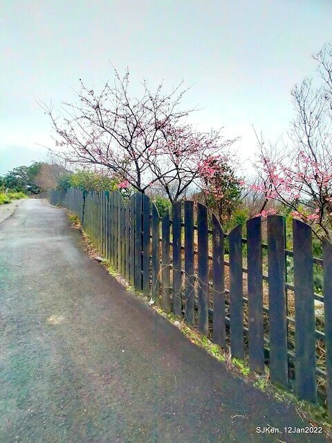 「風尾步道賞櫻」(Cherry blossoms at Windtail, Yangming mountain, Taipei, Taiwan, SJKen, Jan 12, 2022.