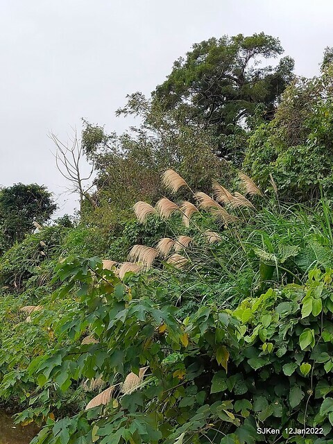 「風尾步道賞櫻」(Cherry blossoms at Windtail, Yangming mountain, Taipei, Taiwan, SJKen, Jan 12, 2022.