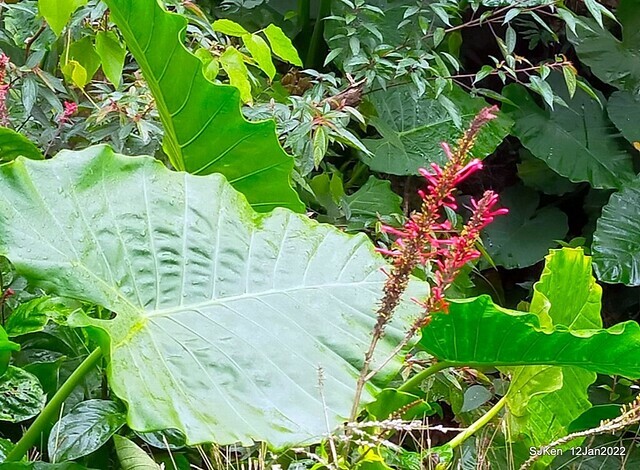 「風尾步道賞櫻」(Cherry blossoms at Windtail, Yangming mountain, Taipei, Taiwan, SJKen, Jan 12, 2022.