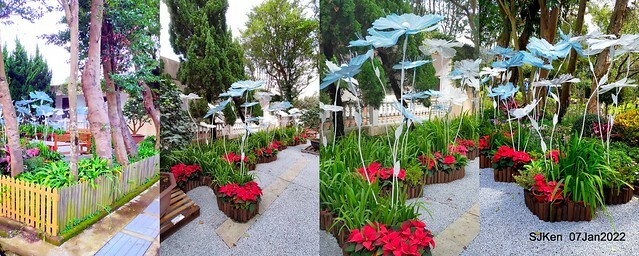 2022「花IN台北」台北花季花卉試驗中心茶花展(2022 Camillia exhibition), Taipei, Taiwan, SJKen,Jan 7,  2022.