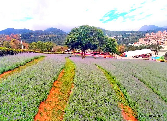 Park blossoms at「 北投社三層崎公園」, Taipei, Taiwan, SJKen, Jan 19, 2022.