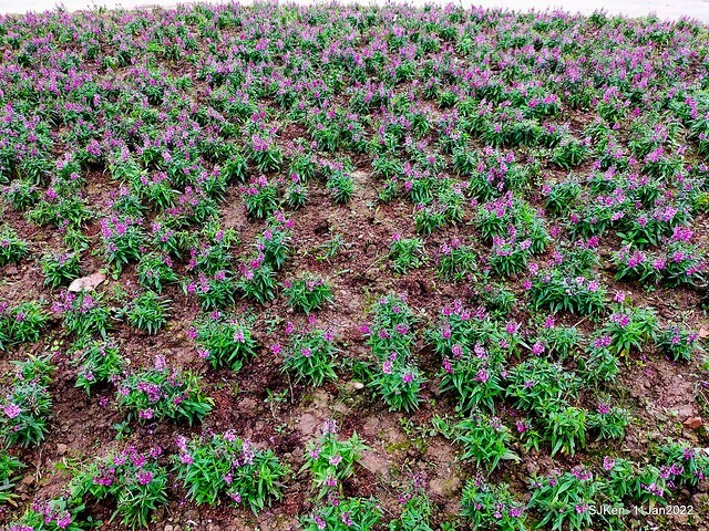 成美左岸河濱公園花海(Flower blossoms of Cheng-Me riverbank garden), Taipei, Taiwan, SJKen, Jan 11, 2022.