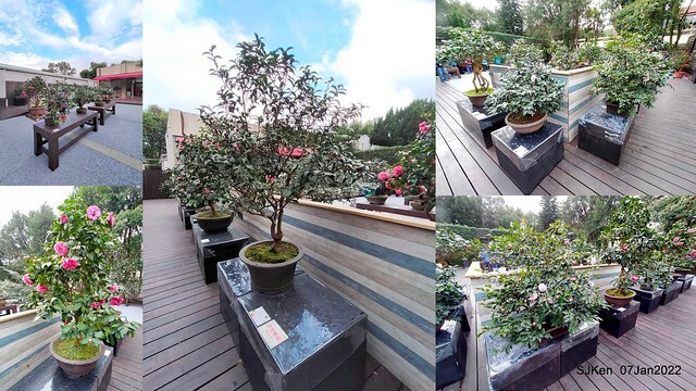 2022「花IN台北」台北花季花卉試驗中心茶花展(2022 Camillia exhibition), Taipei, Taiwan, SJKen,Jan 7,  2022.