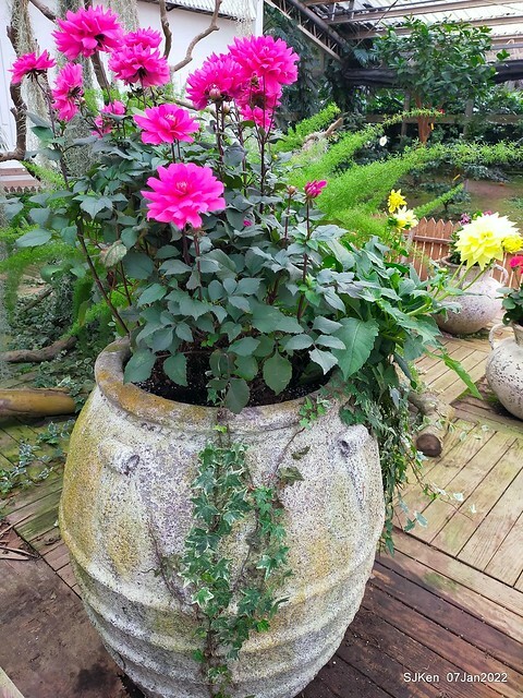 2022「花IN台北」台北花季花卉試驗中心茶花展(2022 Camillia exhibition), Taipei, Taiwan, SJKen,Jan 7,  2022.