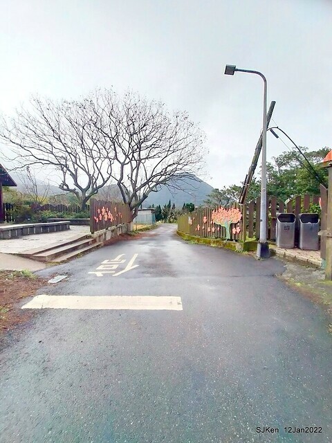 「風尾步道賞櫻」(Cherry blossoms at Windtail, Yangming mountain, Taipei, Taiwan, SJKen, Jan 12, 2022.