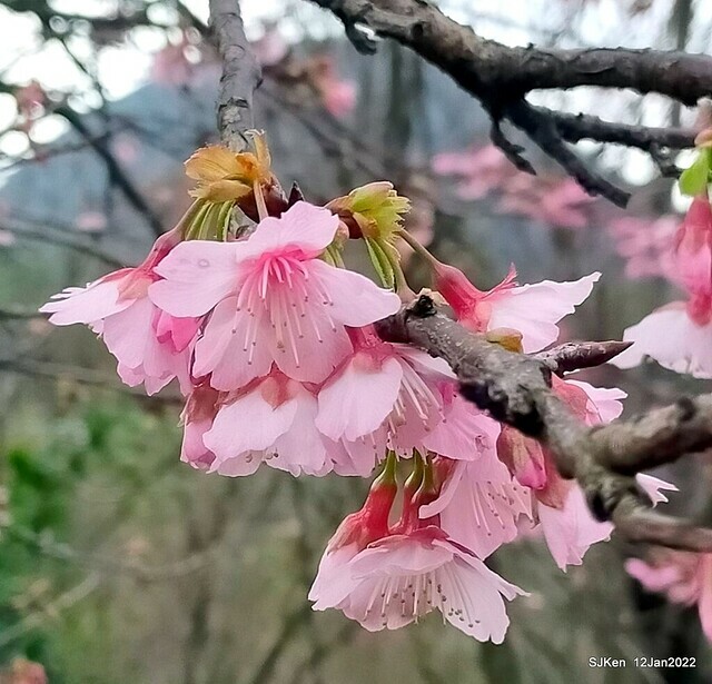 「風尾步道賞櫻」(Cherry blossoms at Windtail, Yangming mountain, Taipei, Taiwan, SJKen, Jan 12, 2022.