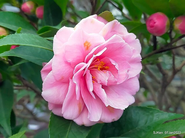 2022「花IN台北」台北花季花卉試驗中心茶花展(2022 Camillia exhibition), Taipei, Taiwan, SJKen,Jan 7,  2022.