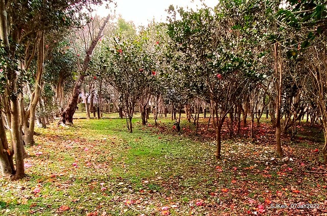 2022「花IN台北」台北花季花卉試驗中心茶花展(2022 Camillia exhibition), Taipei, Taiwan, SJKen,Jan 7,  2022.