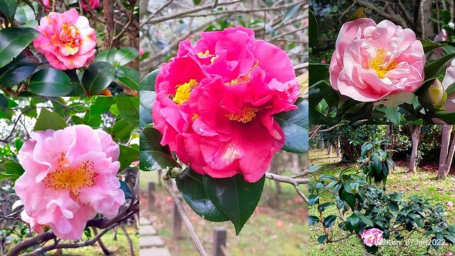 2022「花IN台北」台北花季花卉試驗中心茶花展(2022 Camillia exhibition), Taipei, Taiwan, SJKen,Jan 7,  2022.