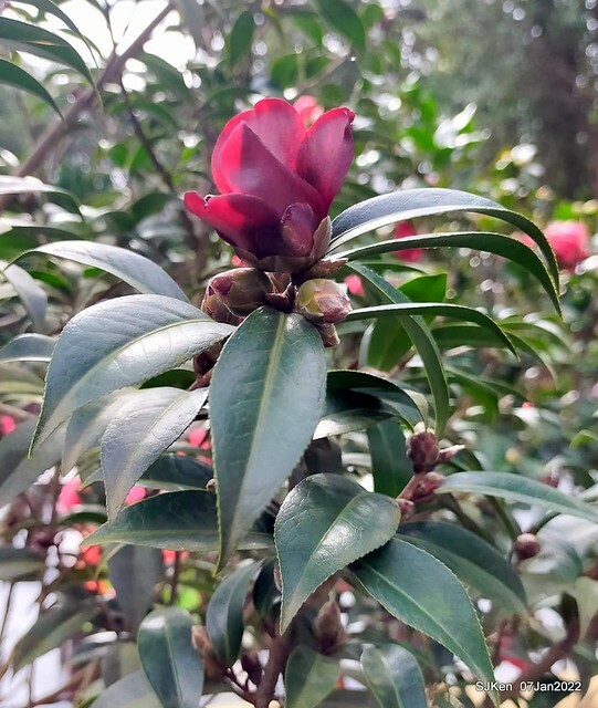 2022「花IN台北」台北花季花卉試驗中心茶花展(2022 Camillia exhibition), Taipei, Taiwan, SJKen,Jan 7,  2022.