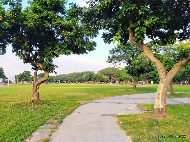 延平河濱公園花海(Flower blossoms of Yan-ping riverbank garden), Taipei, Taiwan, SJKen, Jan 5, 2022.