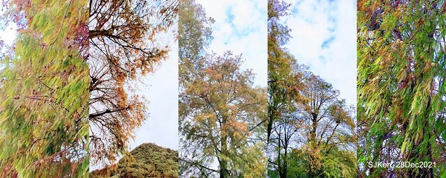 Larix pine & water birds at Big lake garden, Taipei, Taiwan, SJKen, Dec 28, 2021.