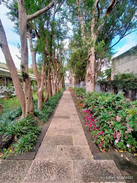 2022「花IN台北」台北花季花卉試驗中心茶花展(2022 Camillia exhibition), Taipei, Taiwan, SJKen,Jan 7,  2022.