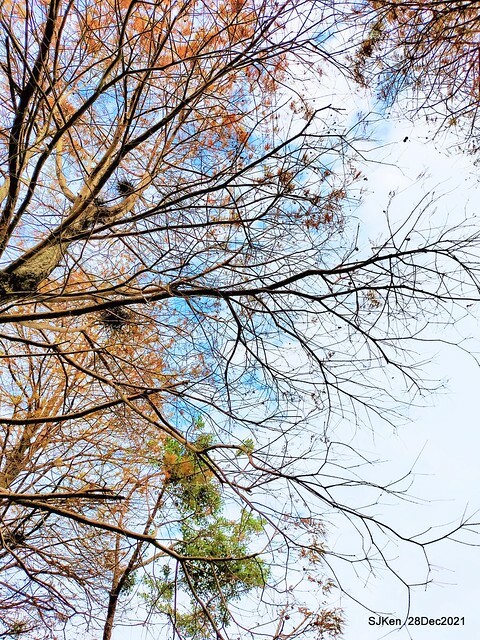 Larix pine & water birds at Big lake garden, Taipei, Taiwan, SJKen, Dec 28, 2021.