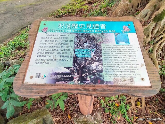 「風尾步道賞櫻」(Cherry blossoms at Windtail, Yangming mountain, Taipei, Taiwan, SJKen, Jan 12, 2022.