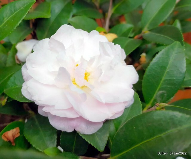 2022「花IN台北」台北花季花卉試驗中心茶花展(2022 Camillia exhibition), Taipei, Taiwan, SJKen,Jan 7,  2022.