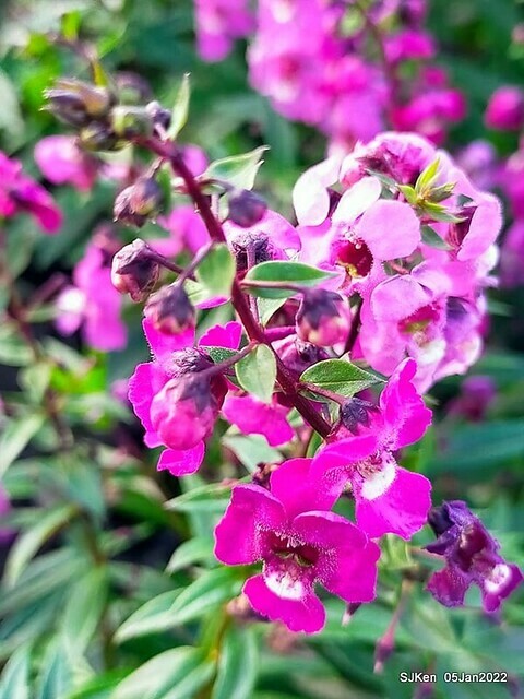 延平河濱公園花海(Flower blossoms of Yan-ping riverbank garden), Taipei, Taiwan, SJKen, Jan 5, 2022.