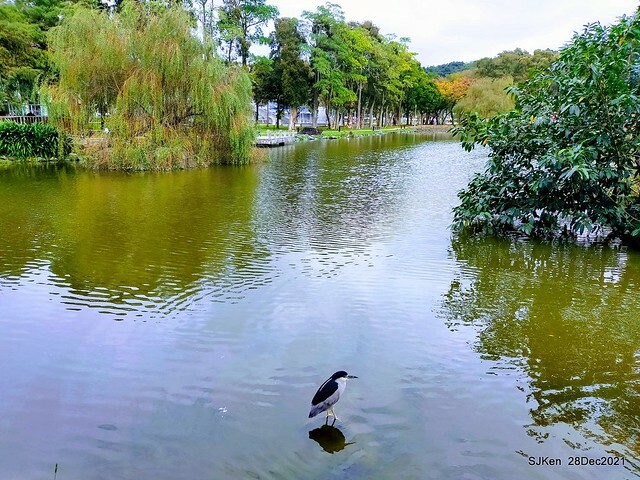 Larix pine & water birds at Big lake garden, Taipei, Taiwan, SJKen, Dec 28, 2021.