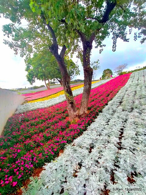 Park blossoms at「 北投社三層崎公園」, Taipei, Taiwan, SJKen, Jan 19, 2022.