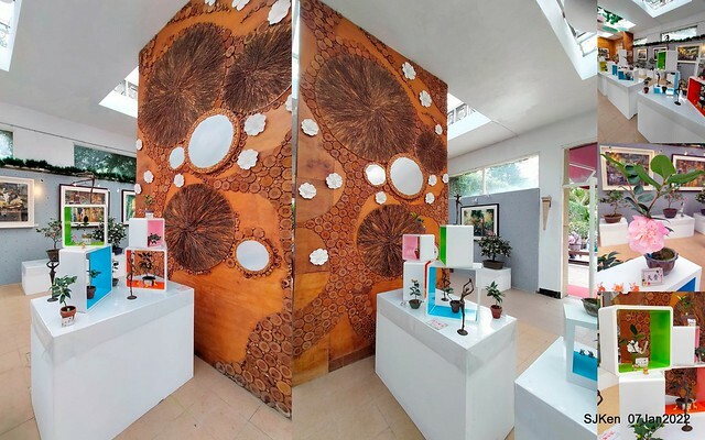 2022「花IN台北」台北花季花卉試驗中心茶花展(2022 Camillia exhibition), Taipei, Taiwan, SJKen,Jan 7,  2022.