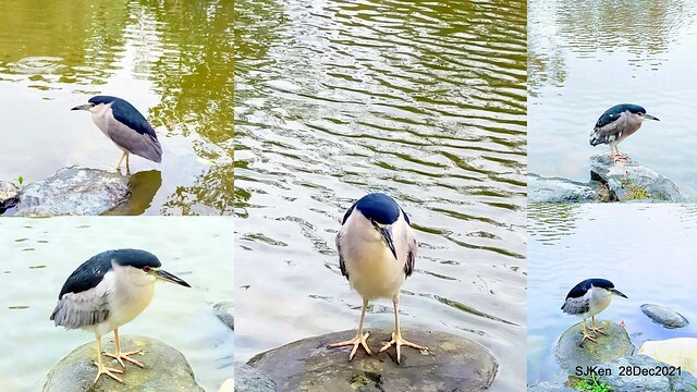 Larix pine & water birds at Big lake garden, Taipei, Taiwan, SJKen, Dec 28, 2021.