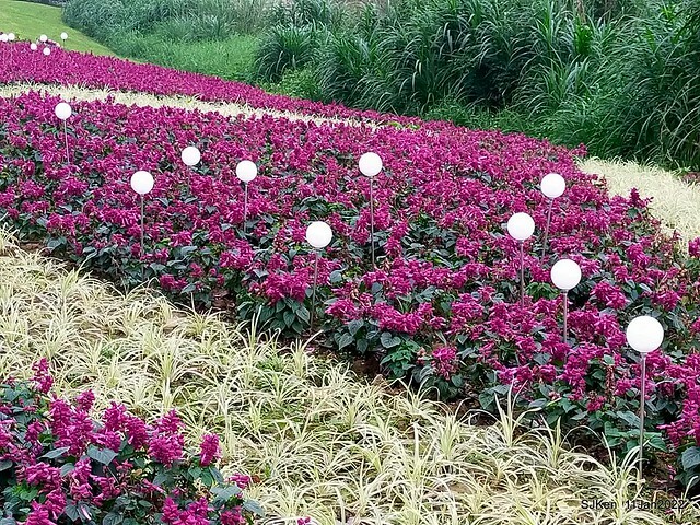 成美左岸河濱公園花海(Flower blossoms of Cheng-Me riverbank garden), Taipei, Taiwan, SJKen, Jan 11, 2022.