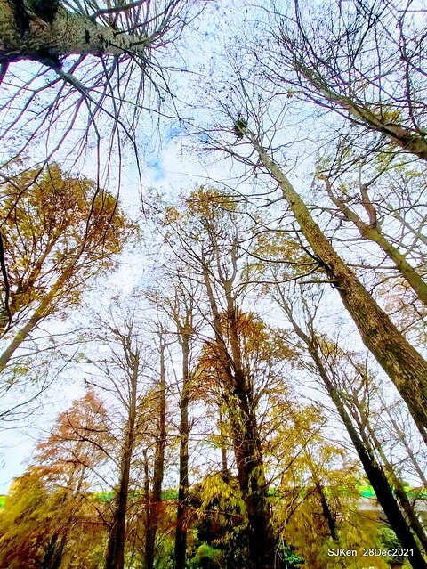Larix pine & water birds at Big lake garden, Taipei, Taiwan, SJKen, Dec 28, 2021.
