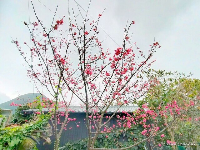 「風尾步道賞櫻」(Cherry blossoms at Windtail, Yangming mountain, Taipei, Taiwan, SJKen, Jan 12, 2022.