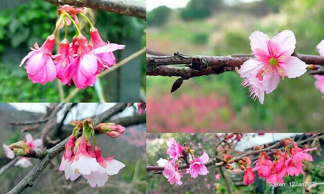 「風尾步道賞櫻」(Cherry blossoms at Windtail, Yangming mountain, Taipei, Taiwan, SJKen, Jan 12, 2022.