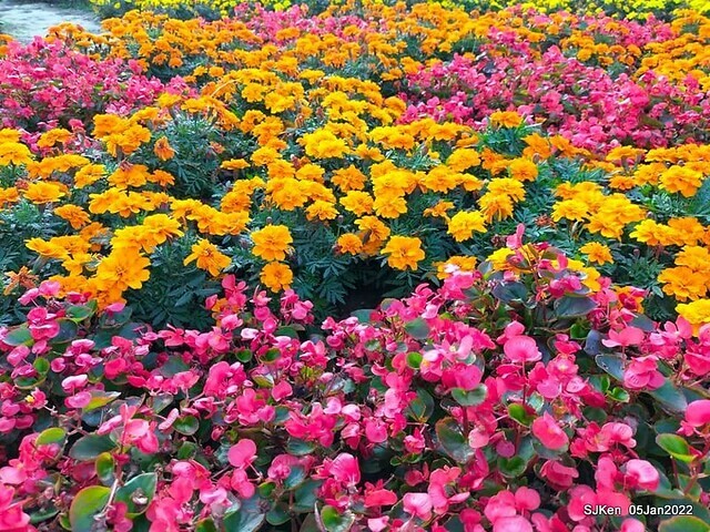 延平河濱公園花海(Flower blossoms of Yan-ping riverbank garden), Taipei, Taiwan, SJKen, Jan 5, 2022.