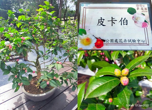2022「花IN台北」台北花季花卉試驗中心茶花展(2022 Camillia exhibition), Taipei, Taiwan, SJKen,Jan 7,  2022.