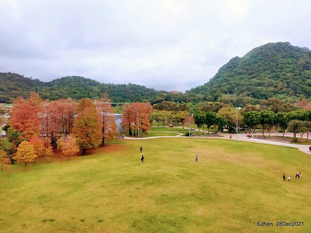 Larix pine & water birds at Big lake garden, Taipei, Taiwan, SJKen, Dec 28, 2021.