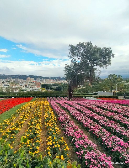 Park blossoms at「 北投社三層崎公園」, Taipei, Taiwan, SJKen, Jan 19, 2022.