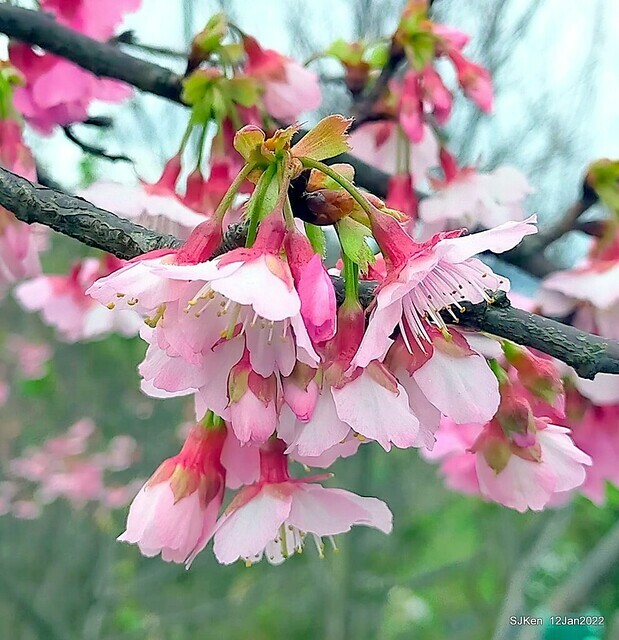「風尾步道賞櫻」(Cherry blossoms at Windtail, Yangming mountain, Taipei, Taiwan, SJKen, Jan 12, 2022.