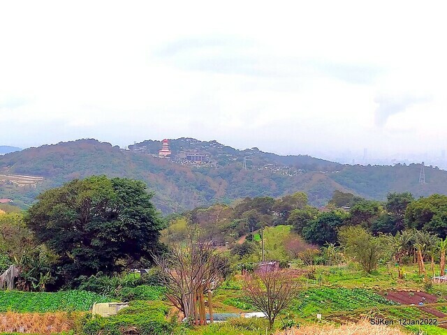 「風尾步道賞櫻」(Cherry blossoms at Windtail, Yangming mountain, Taipei, Taiwan, SJKen, Jan 12, 2022.