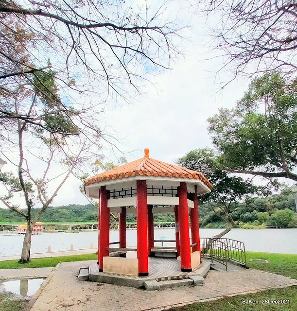 Larix pine & water birds at Big lake garden, Taipei, Taiwan, SJKen, Dec 28, 2021.