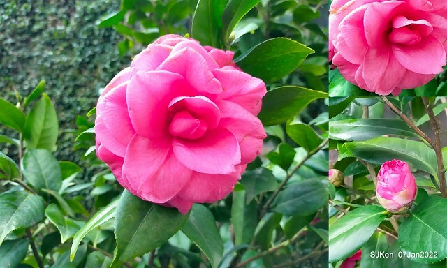 2022「花IN台北」台北花季花卉試驗中心茶花展(2022 Camillia exhibition), Taipei, Taiwan, SJKen,Jan 7,  2022.