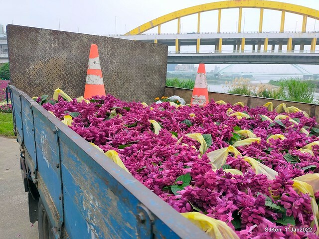 成美左岸河濱公園花海(Flower blossoms of Cheng-Me riverbank garden), Taipei, Taiwan, SJKen, Jan 11, 2022.