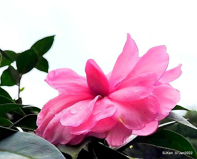 2022「花IN台北」台北花季花卉試驗中心茶花展(2022 Camillia exhibition), Taipei, Taiwan, SJKen,Jan 7,  2022.