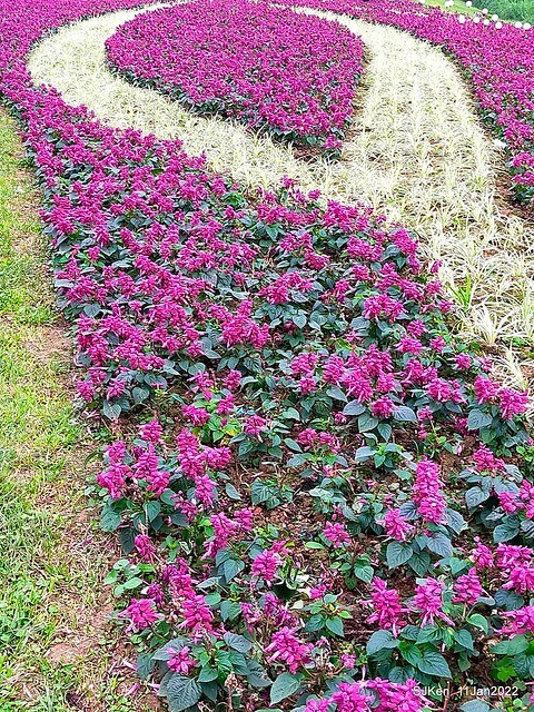 成美左岸河濱公園花海(Flower blossoms of Cheng-Me riverbank garden), Taipei, Taiwan, SJKen, Jan 11, 2022.