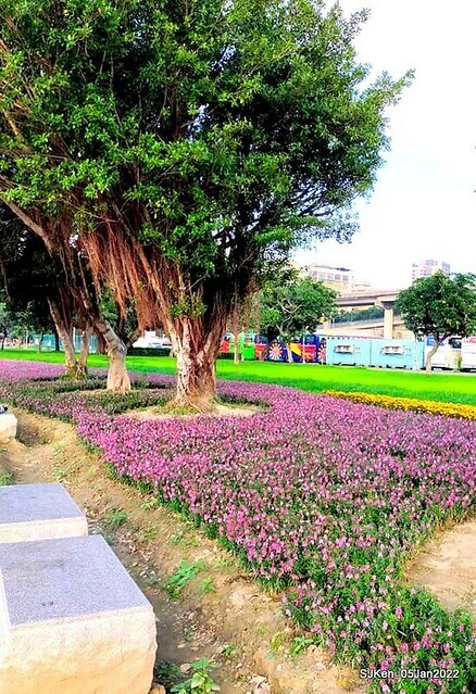 延平河濱公園花海(Flower blossoms of Yan-ping riverbank garden), Taipei, Taiwan, SJKen, Jan 5, 2022.