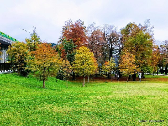 Larix pine & water birds at Big lake garden, Taipei, Taiwan, SJKen, Dec 28, 2021.